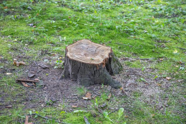 Bush Stump Removal in Lake Havasu City