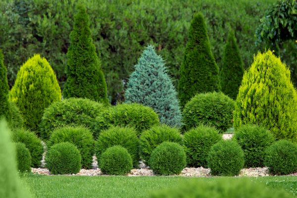 Cost of Bush Trimming Service in Lake Havasu City