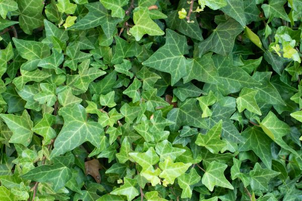 Cost of English Ivy Removal in Lake Havasu City