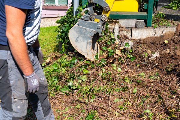 Hedge Removal Service in Lake Havasu City