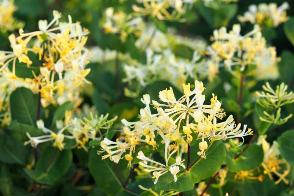 Cost of Honeysuckle Removal in Lake Havasu City