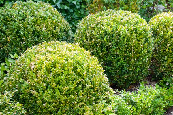 Cost of Landscape Trimming Service in Lake Havasu City