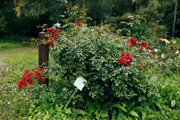 Cost of Rose Bush Removal in Lake Havasu City