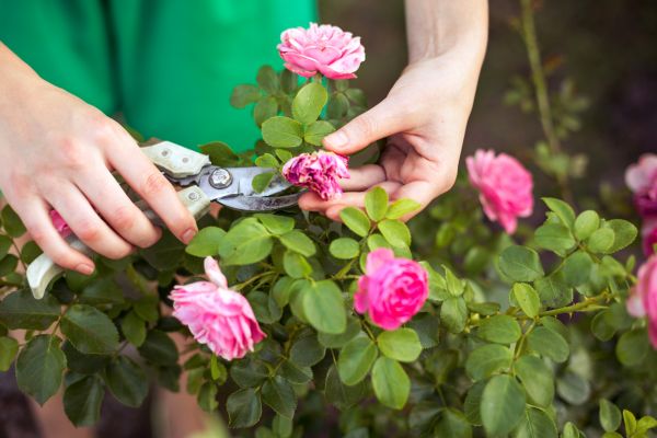 Cost of Rose Trimming in Lake Havasu City