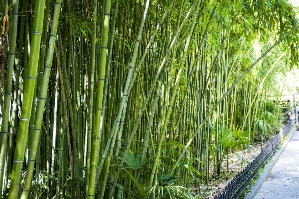 Cost of Bamboo Root Removal in Lake Havasu City