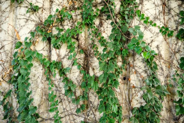 Cost of Vine Removal Service in Lake Havasu City