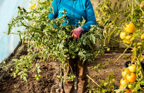 Cost of Garden Plant Removal in Lake Havasu City