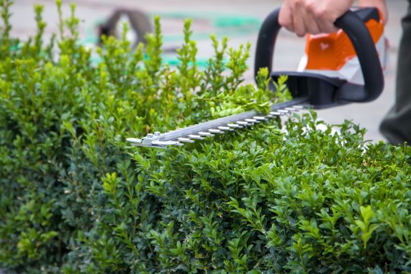 Hedge Shearing in Lake Havasu City