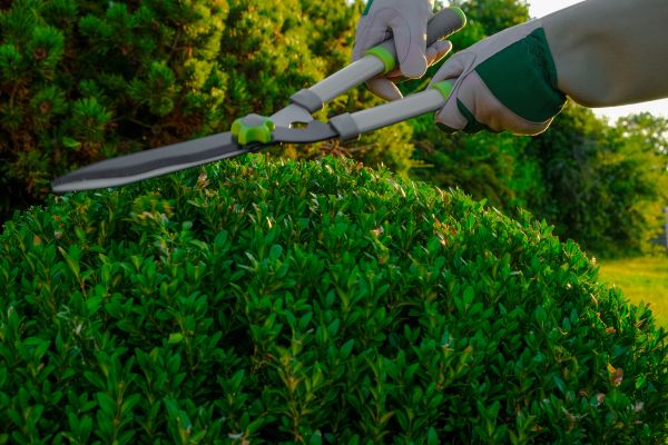 Cost of Topiary Shearing in Lake Havasu City