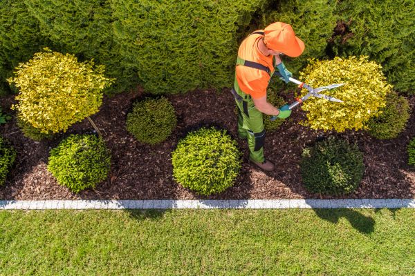Cost of Topiary Trimming in Lake Havasu City