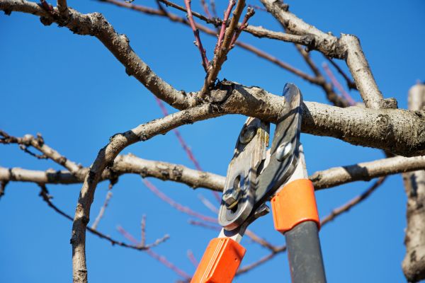 Cost of Selective Pruning in Lake Havasu City
