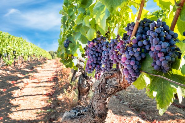 Cost of Grapevine Pruning in Lake Havasu City