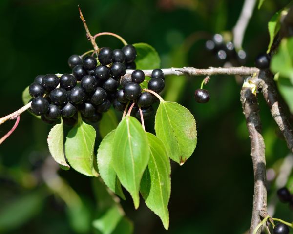 Cost of Buckthorn Removal in Lake Havasu City