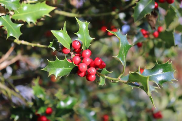 Cost of Holly Tree Trimming in Lake Havasu City