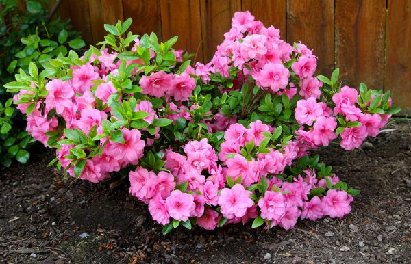 Cost of Azaleas Removal in Lake Havasu City