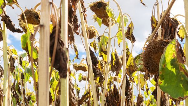 Cost of Dead Plant Removal in Lake Havasu City