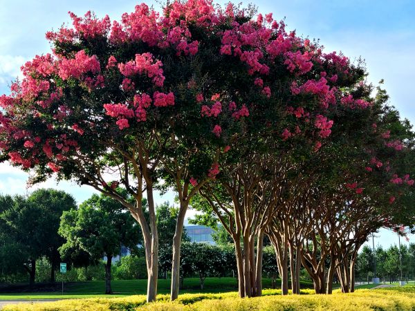 Cost of Crepe Myrtle Pruning in Lake Havasu City