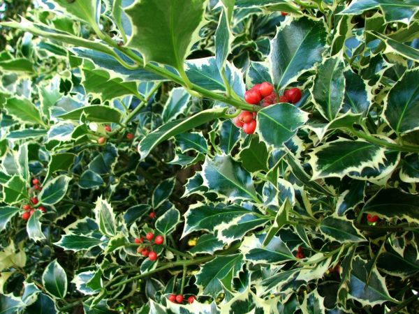Cost of Holly Bushes Trimming in Lake Havasu City