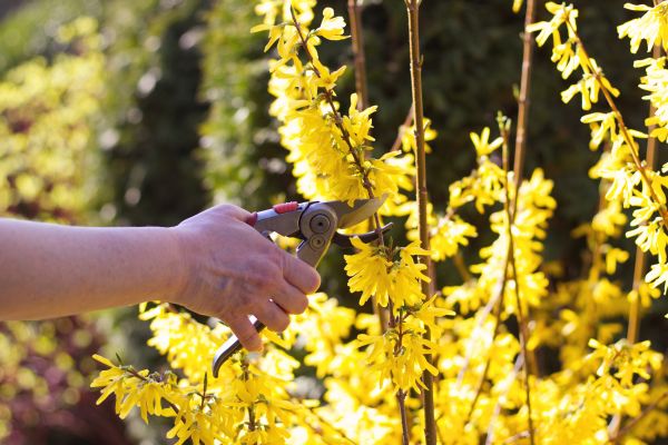 Forsythia Pruning in Lake Havasu City