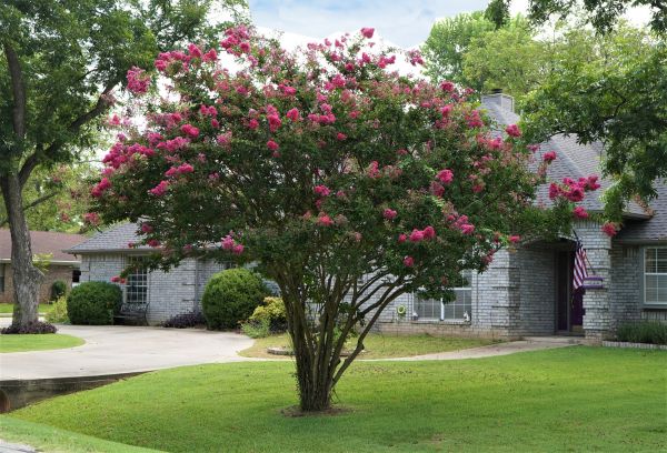 Crepe Myrtle Trimming in Lake Havasu City