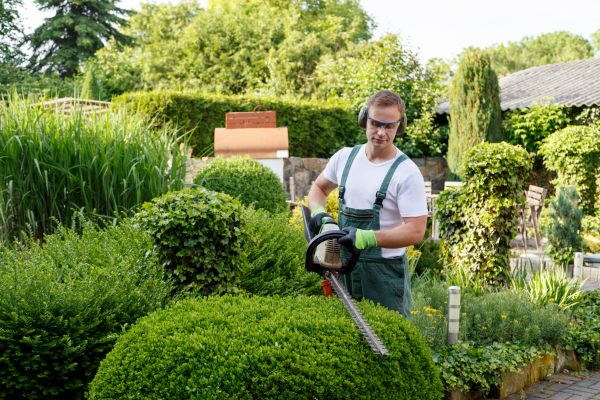 Shrubs Trimming in Lake Havasu City