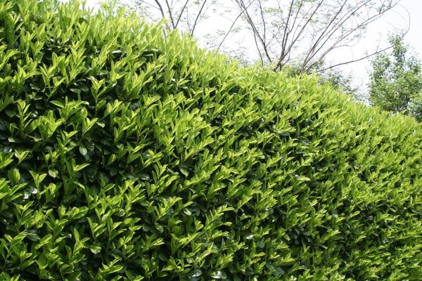 Cost of Laurel Shrub Removal in Lake Havasu City
