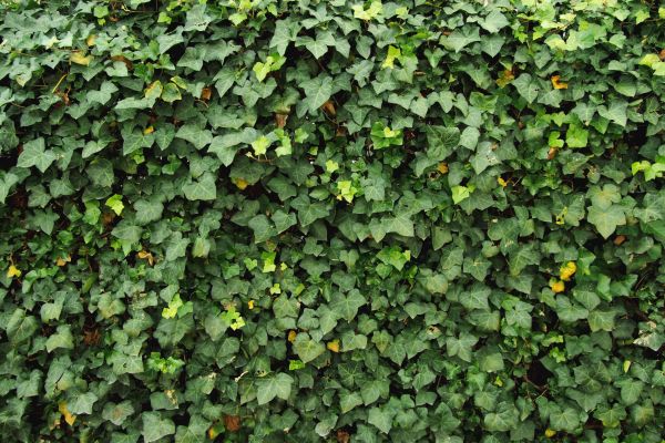 Cost of Ivy Pruning service in Lake Havasu City
