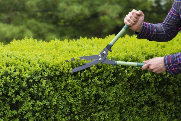 Cost of Evergreen Shrub Pruning in Lake Havasu City