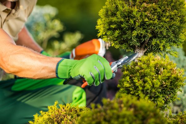 Cost of Landscape Pruning Service in Lake Havasu City
