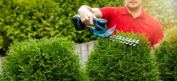 Cost of Hedge Shaping Service in Lake Havasu City