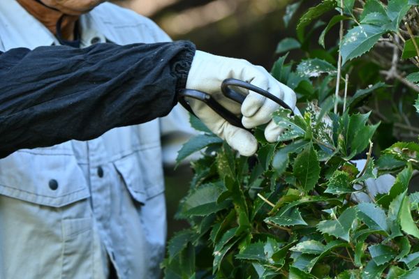 Holly Pruning in Lake Havasu City
