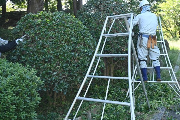 Cost of Holly Shaping in Lake Havasu City