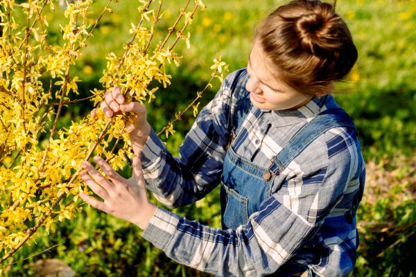 Cost of Forsythia Trimming in Lake Havasu City