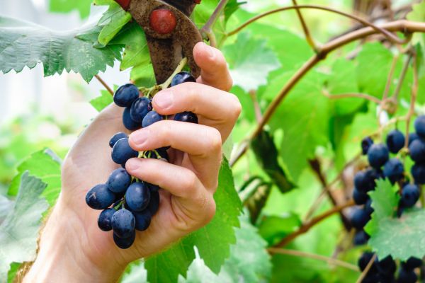Cost of Vineyard Pruning in Lake Havasu City