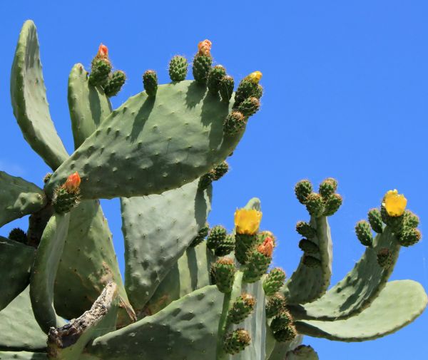 Cost of Cactus Removal in Lake Havasu City