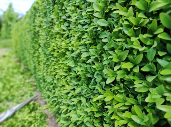 Cost of Boxwood Pruning in Lake Havasu City