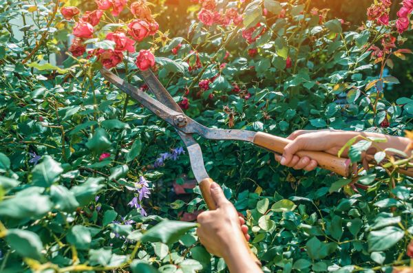Knockout Roses Pruning in Lake Havasu City