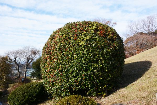 Cost of Holly Shrub Pruning in Lake Havasu City