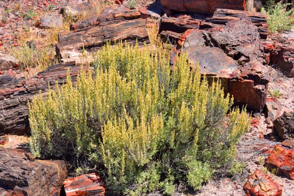 Cost of Sagebrush Removal in Lake Havasu City
