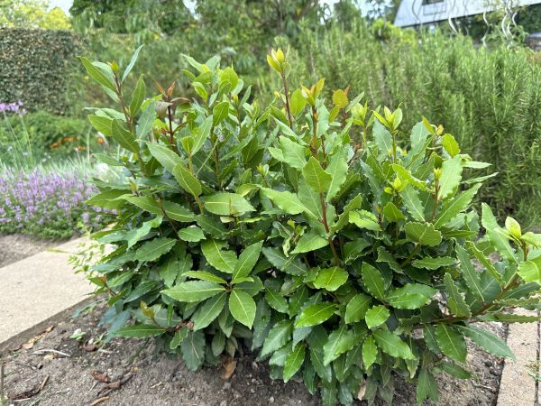 Cost of Laurel Hedge Trimming in Lake Havasu City
