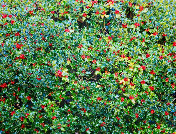 Cost of Holly Bush Removal in Lake Havasu City