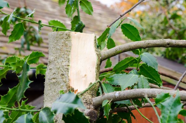 Cost of Holly Tree Removal in Lake Havasu City