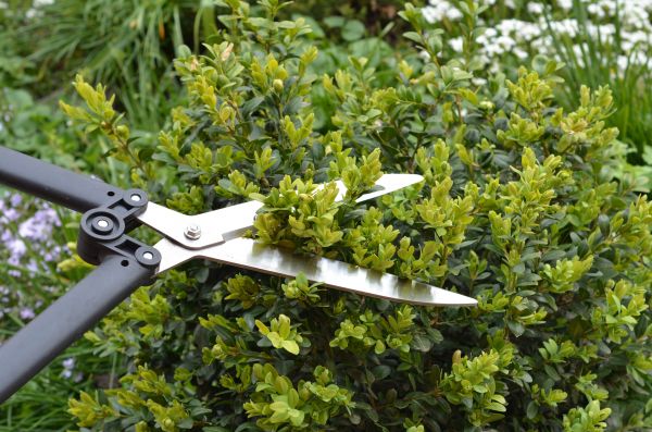 Cost of Boxwood Trimming in Lake Havasu City