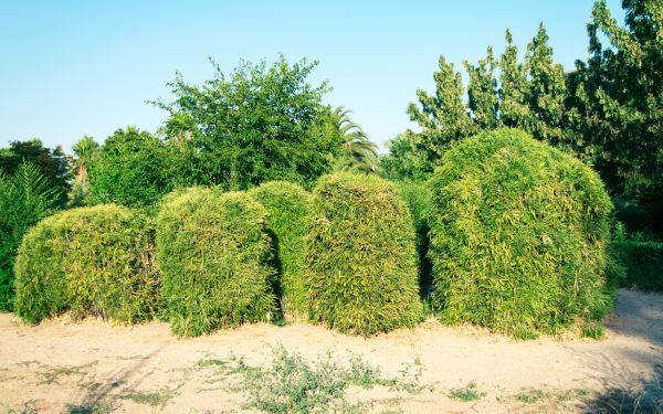Cost of Bamboo Hedge Removal in Lake Havasu City