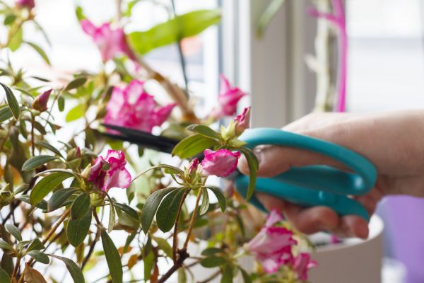 Azalea Pruning in Lake Havasu City