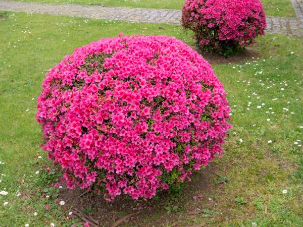Cost of Rhododendron Pruning in Lake Havasu City