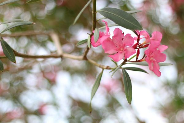 Cost of Oleander Removal in Lake Havasu City