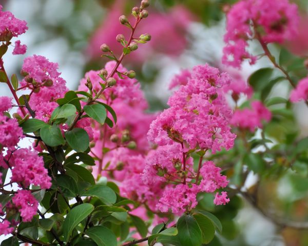 Cost of Crepe Myrtle Removal in Lake Havasu City