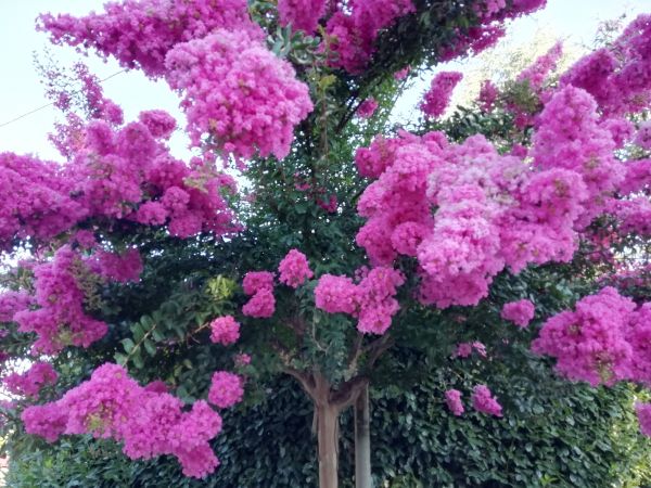 Cost of Crape Myrtle Pruning in Lake Havasu City