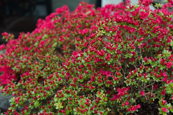 Cost of Weigela Removal Service in Lake Havasu City